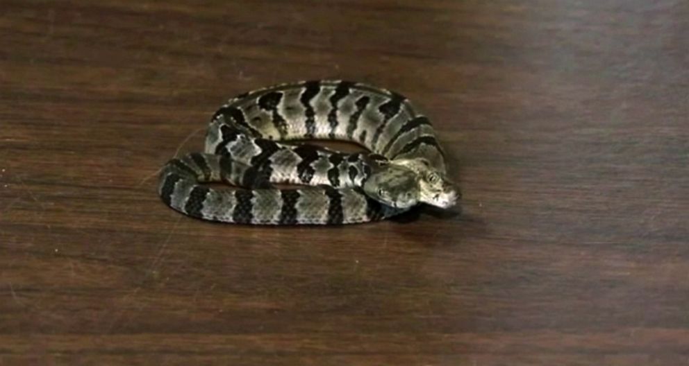 PHOTO: A rare two headed rattlesnake found in New Jersey. 