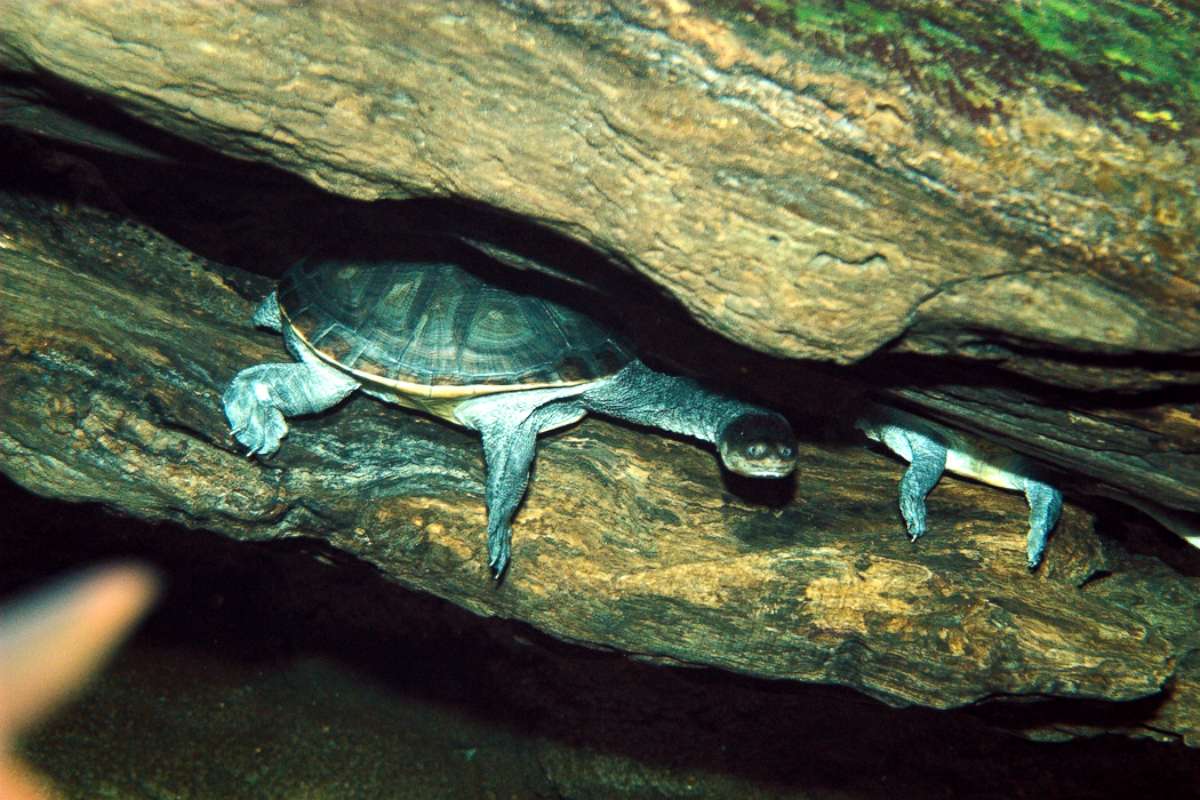 PHOTO: A Siebenrock's snake-necked turtle is pictured.