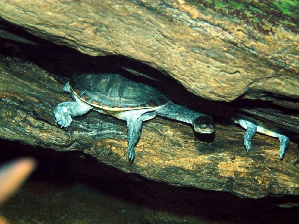 PHOTO: A Siebenrocks snake-necked turtle is pictured.