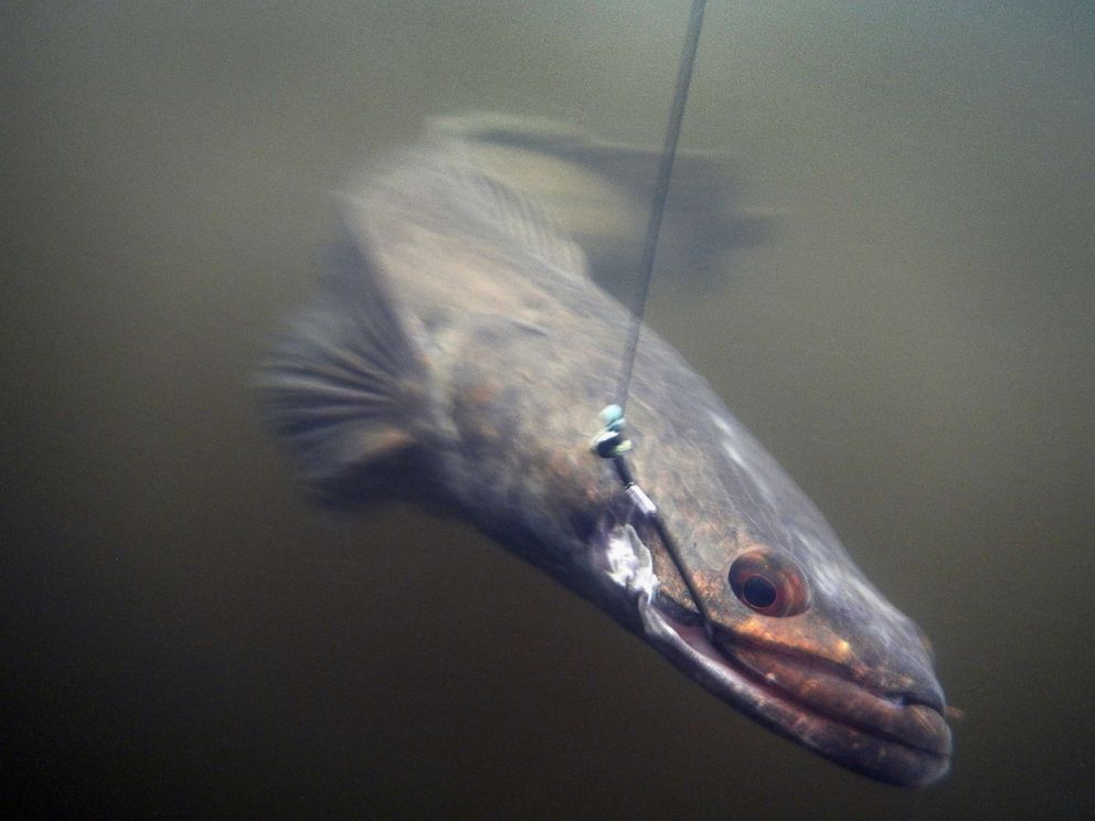 PHOTO: In this May 16, 2012, file photo, a snakehead fish is caught in a canal in Weston, Fla.