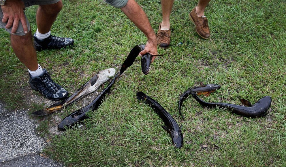 PHOTO: In this May 16, 2012, file photo, Dan Bieniek and  Jason Calvert, display six snakehead fish they caught in a canal in Weston, Fla.