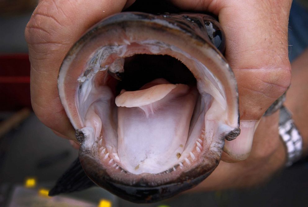 PHOTO: The open mouth of a snakehead fish is held up after being caught.