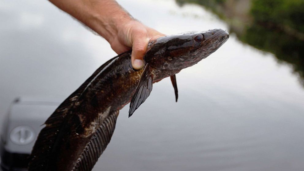 snakehead fish for sale in california