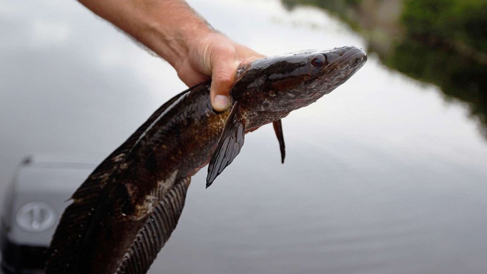 Northern snakehead fish, invasive species that can survive on land