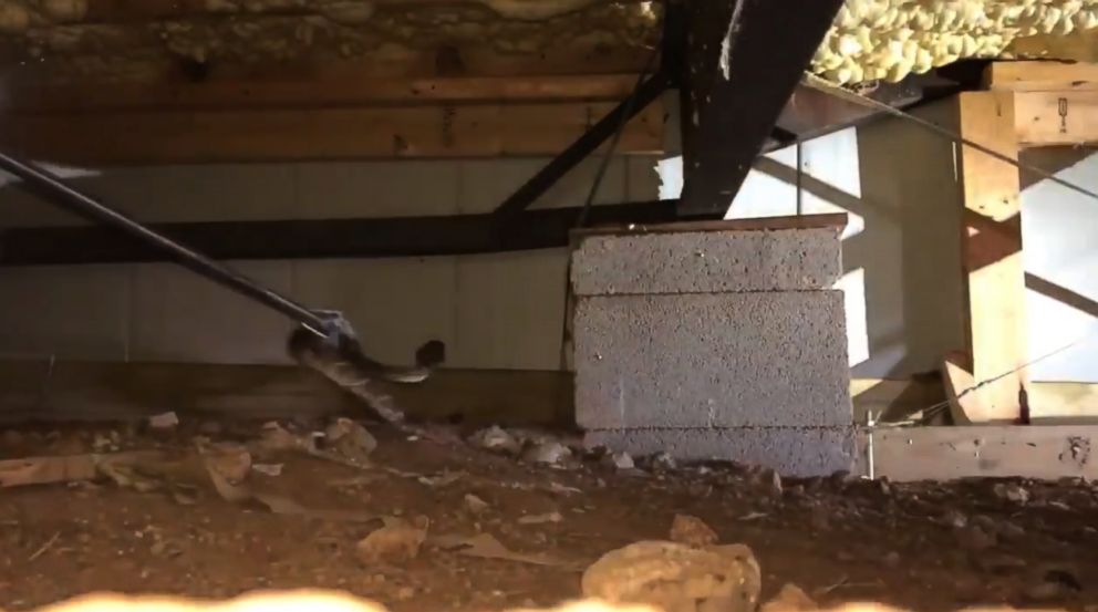 'There's just snakes everywhere': Pest control removes 45 rattlesnakes from under Texas man's ...