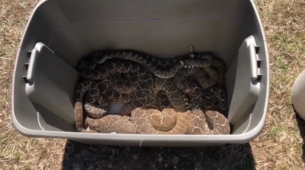 'There's just snakes everywhere': Pest control removes 45 rattlesnakes from under Texas man's ...