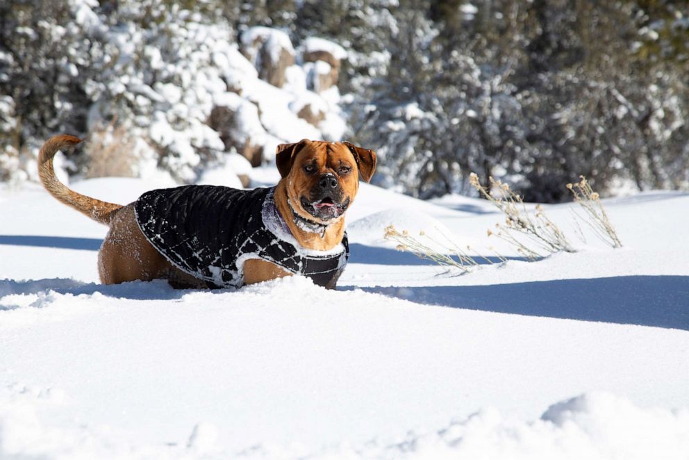 PHOTO: Dog plays in the snow in Big Bear City, Calif., March 2, 2023.