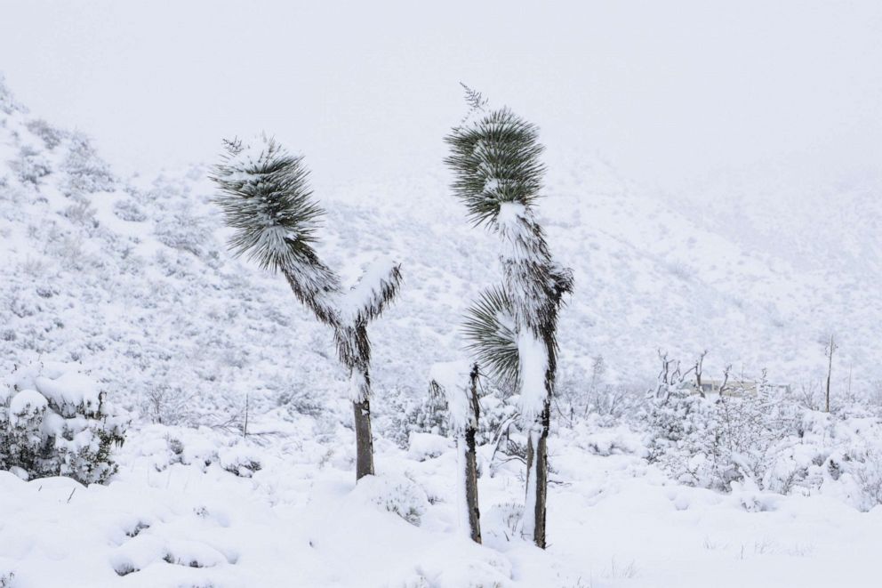 PHOTO: Desert flora is covered in snow in Phelan, Calif., on Feb. 25, 2023.