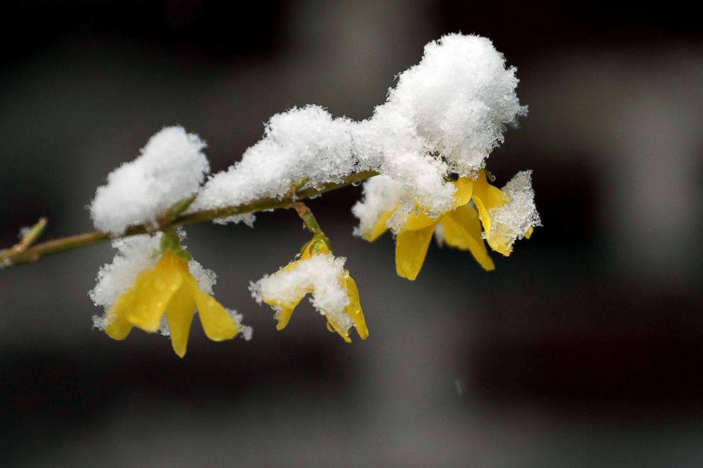 PHOTO: Blooming flowers are seen covered in snow on April 2, 2018 in the Brooklyn borough of New York. The spring storm is expected to drop up to five inches of snow in certain parts of the northeastern United States.