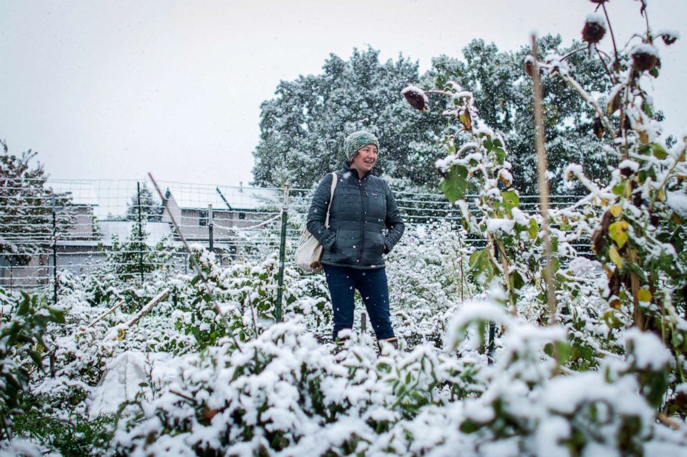 PHOTO: Brihannala Morgan looks over her five-row plot after harvesting the last of what she could from the plants in snow that hit Missoula, Mont., Sept. 29, 2019.