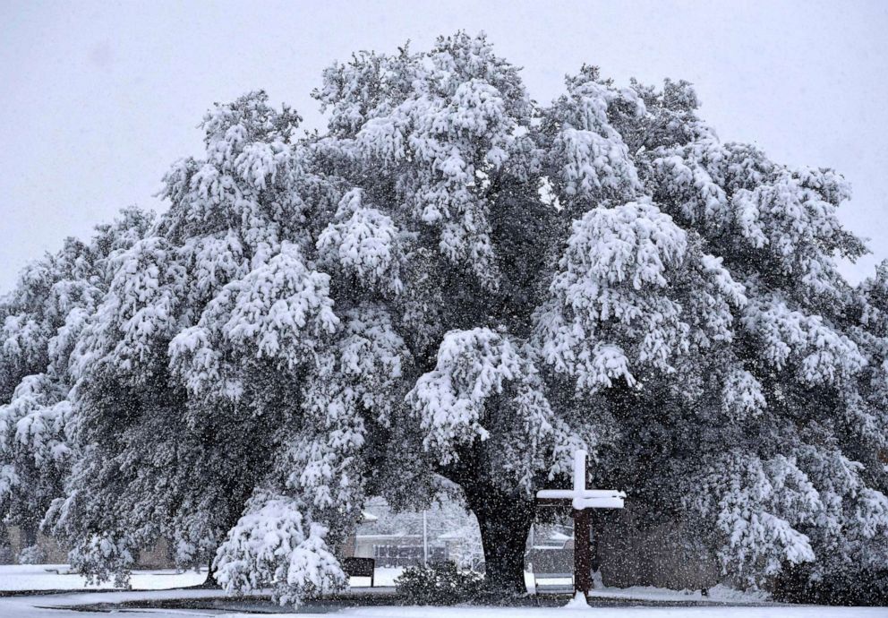 PHOTO: Snow weighs down on an oak tree outside Brook Hollow Christian Church in Abilene, Texas Jan. 10, 2021.