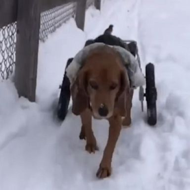 Imagine enjoying anything as much as these paraplegic rescue dogs enjoyed playing in the snow at a Minnesota shelter