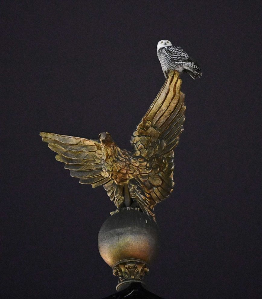 PHOTO: A rare snowy owl sits on an eagle-topped flag pole outside Union Station in Washington, D.C., Jan. 13, 2022.