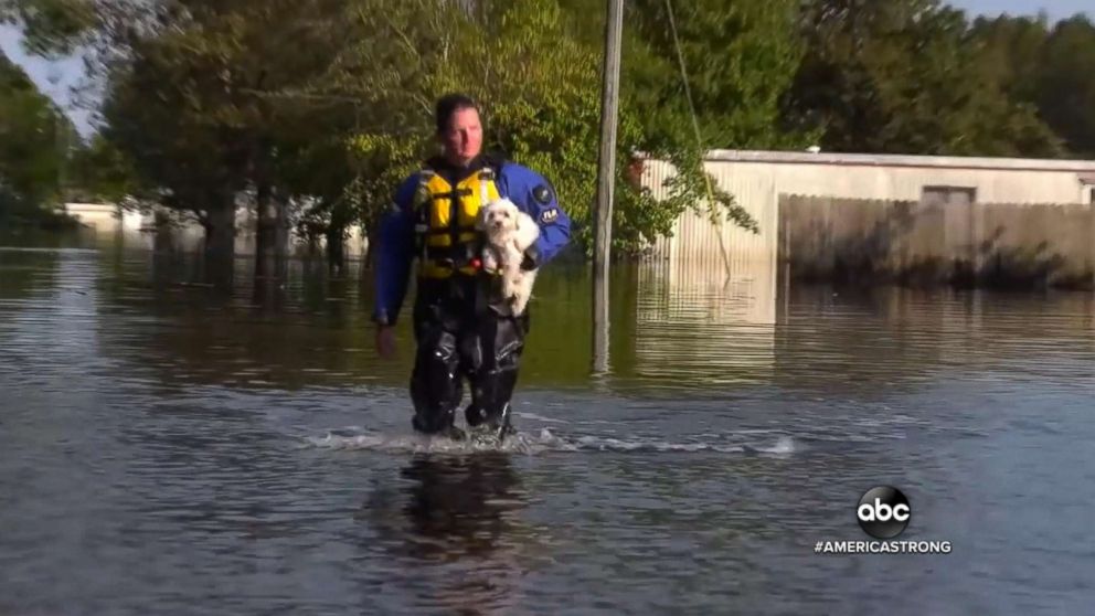 PHOTO: Soshe the Maltese was saved by a Humane Society of Missouri team after nearly a week spent floating on a couch in Florence floodwaters in North Carolina.