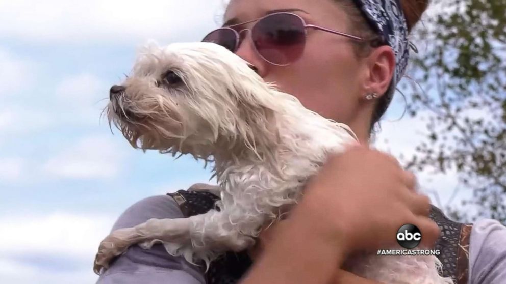 maltese dog rescue