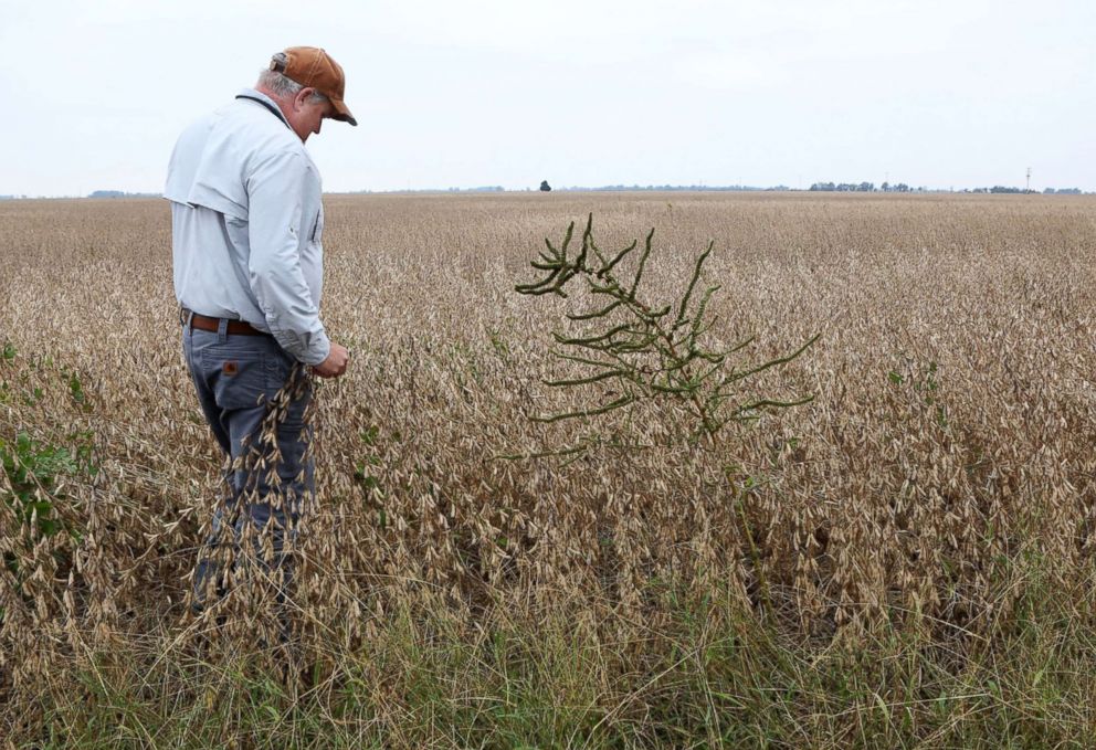 PHOTO: Farmer Jason Bean stands next to a pig weed plant at the edge of his soy bean field, Oct. 12, 2017, at his farm near Peach Orchard, Mo.