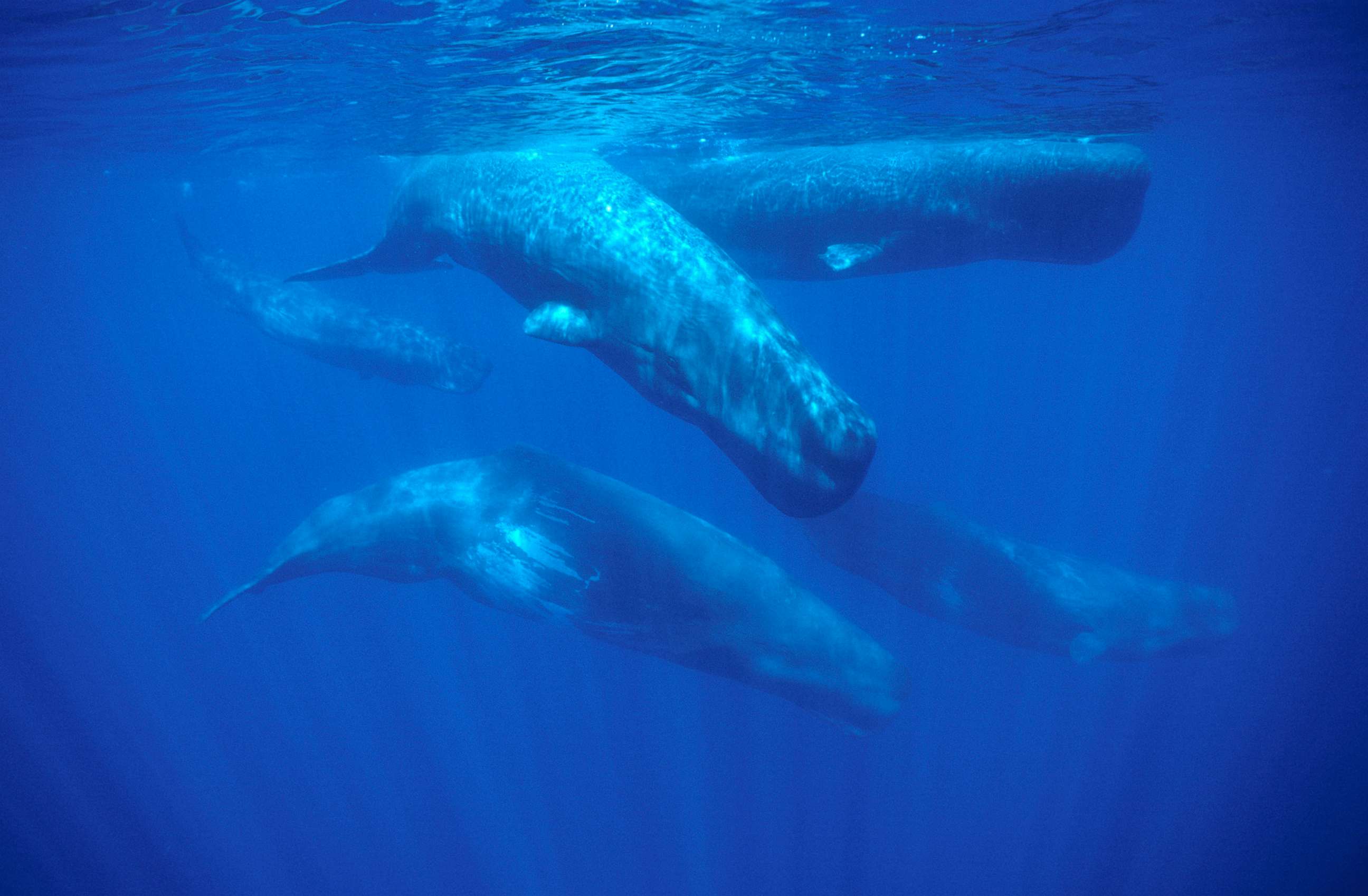 PHOTO: In this undated file photo, a sperm whale pod swims near the Azores Islands in the north Atlantic Ocean.