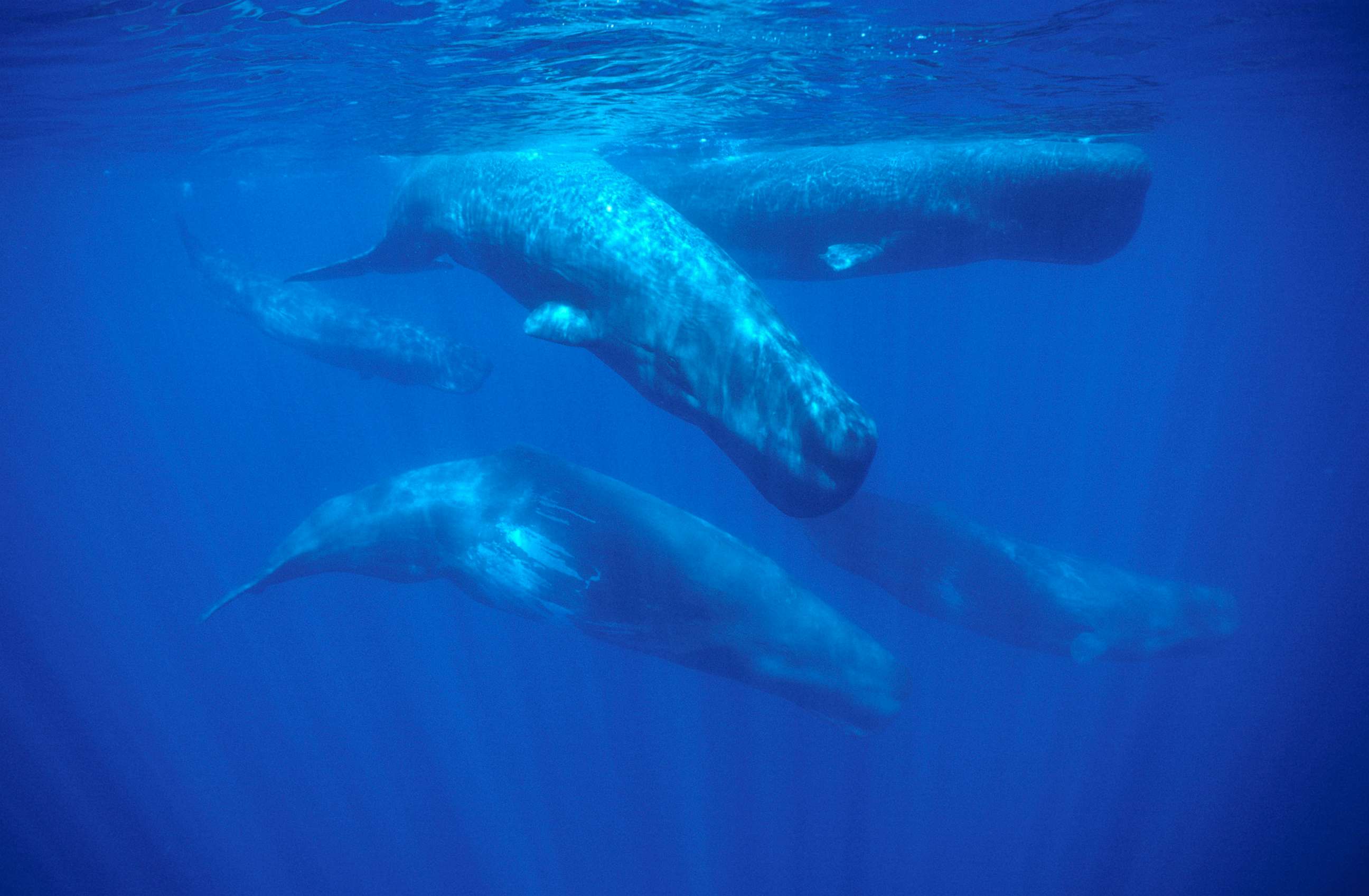 sperm whale attack