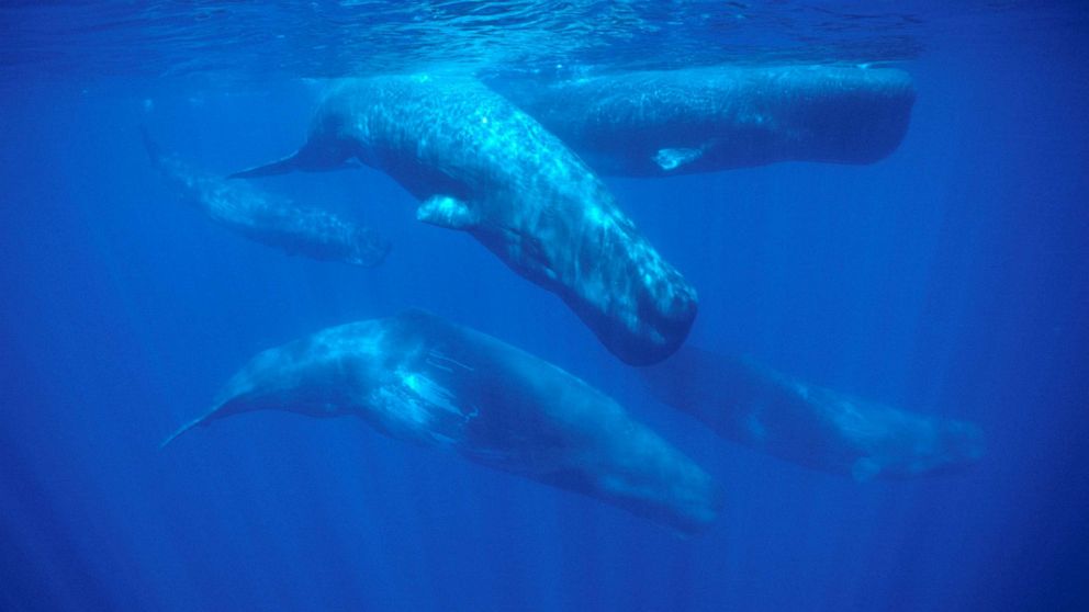 PHOTO: In this undated file photo, a sperm whale pod swims near the Azores Islands in the north Atlantic Ocean.