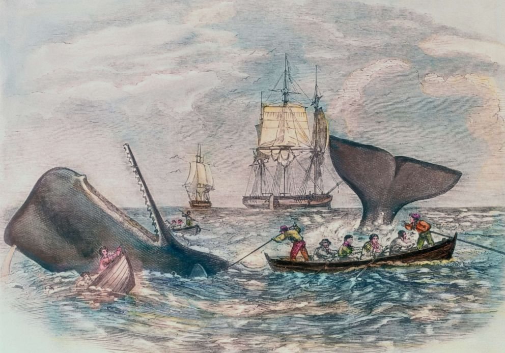 PHOTO: This hand tinted color woodcut by Duncal shows a sperm whale being hunted.