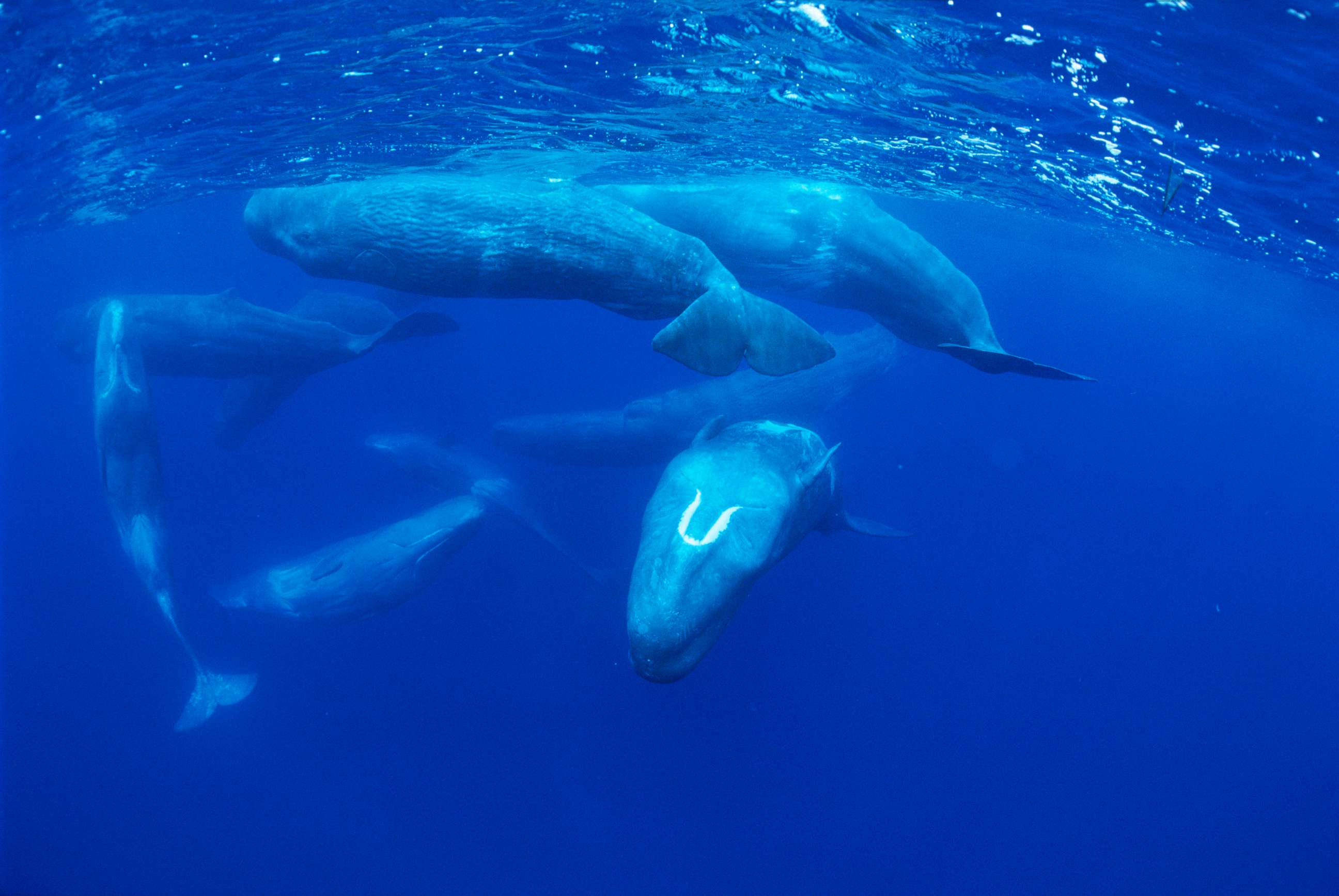 PHOTO: Sperm whales socialize in the north Atlantic Ocean near the Azores Islands, Portugal.