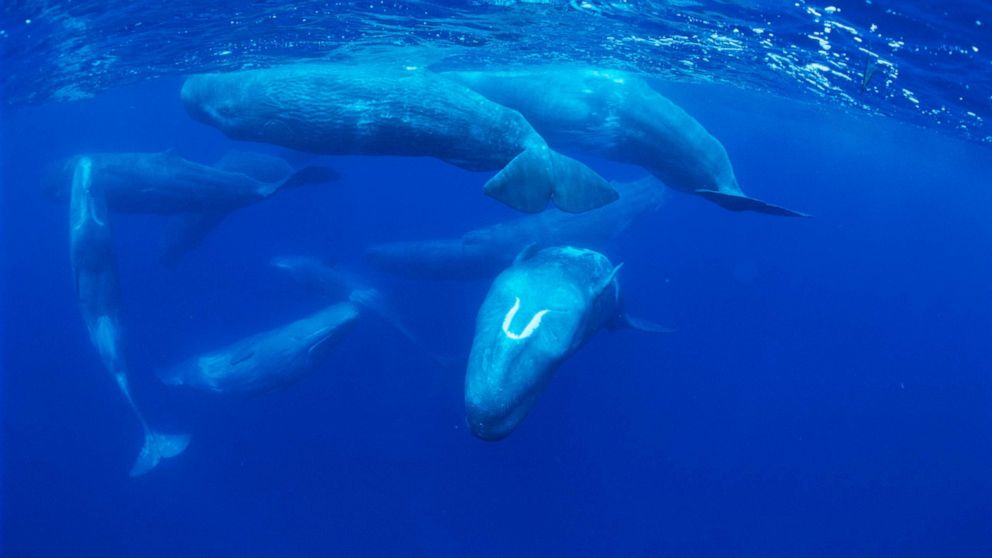 PHOTO: Sperm whales socialize in the north Atlantic Ocean near the Azores Islands, Portugal.