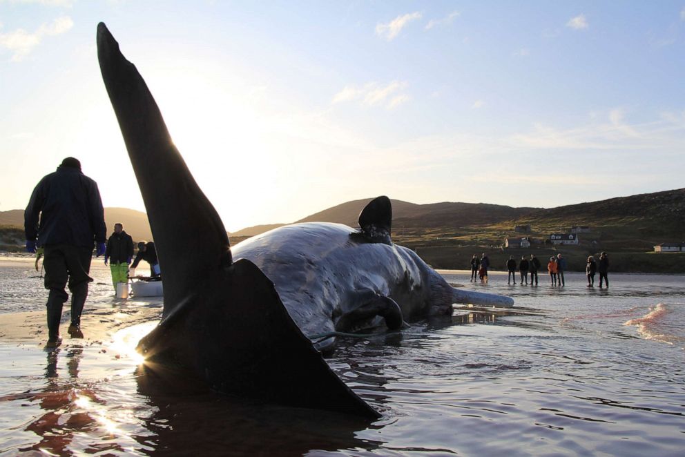 Sperm whale found dead on Scotland beach with 220 pounds of trash in