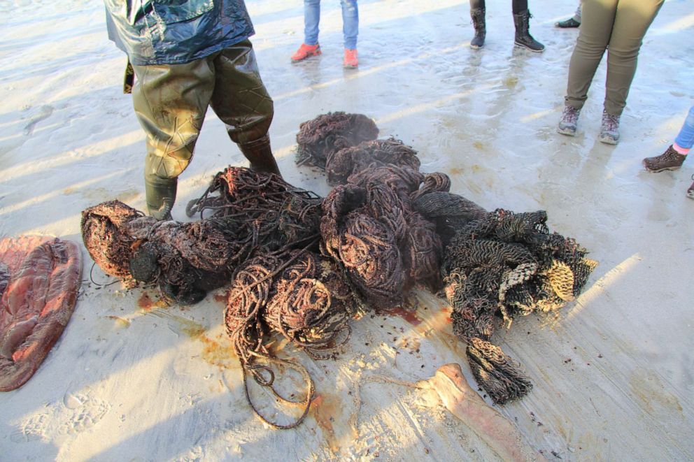 PHOTO: A sperm whale that died on a beach on the Isle of Harris in Scotland on Nov. 28, 2019, was found to have approximately 220 pounds of litter and marine debris in its stomach, according to the Scottish Marine Animal Strandings Scheme.