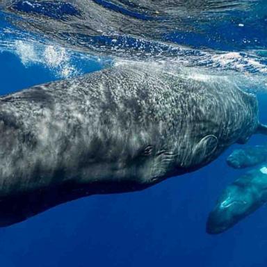 The ways sperm whales communicate with each other may be more "complex" than scientists previously believed, new study finds.