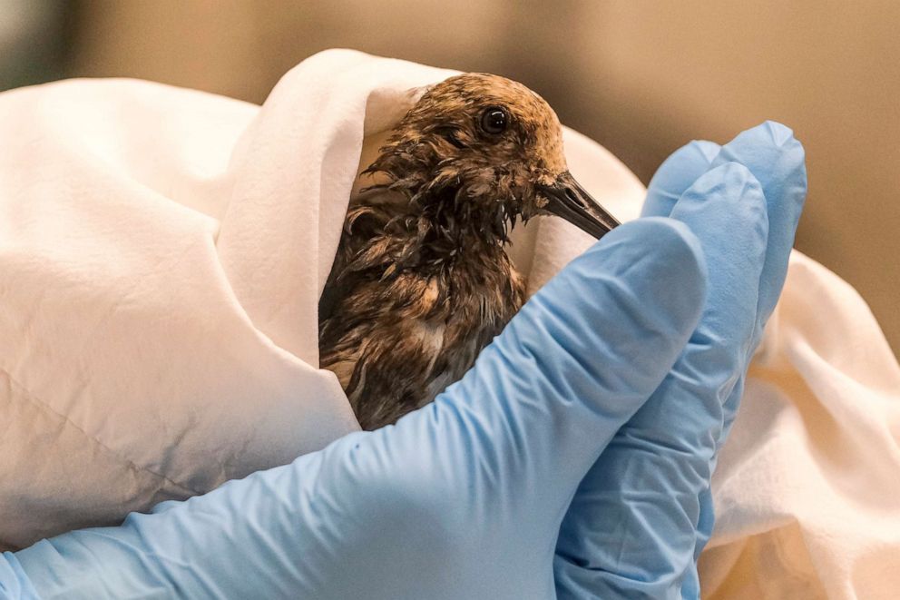 PHOTO: A staff of California Department Fish & Wildlife examines a contaminated Sanderling from the oil spill in Huntington Beach, Calif., Oct. 4, 2021. 