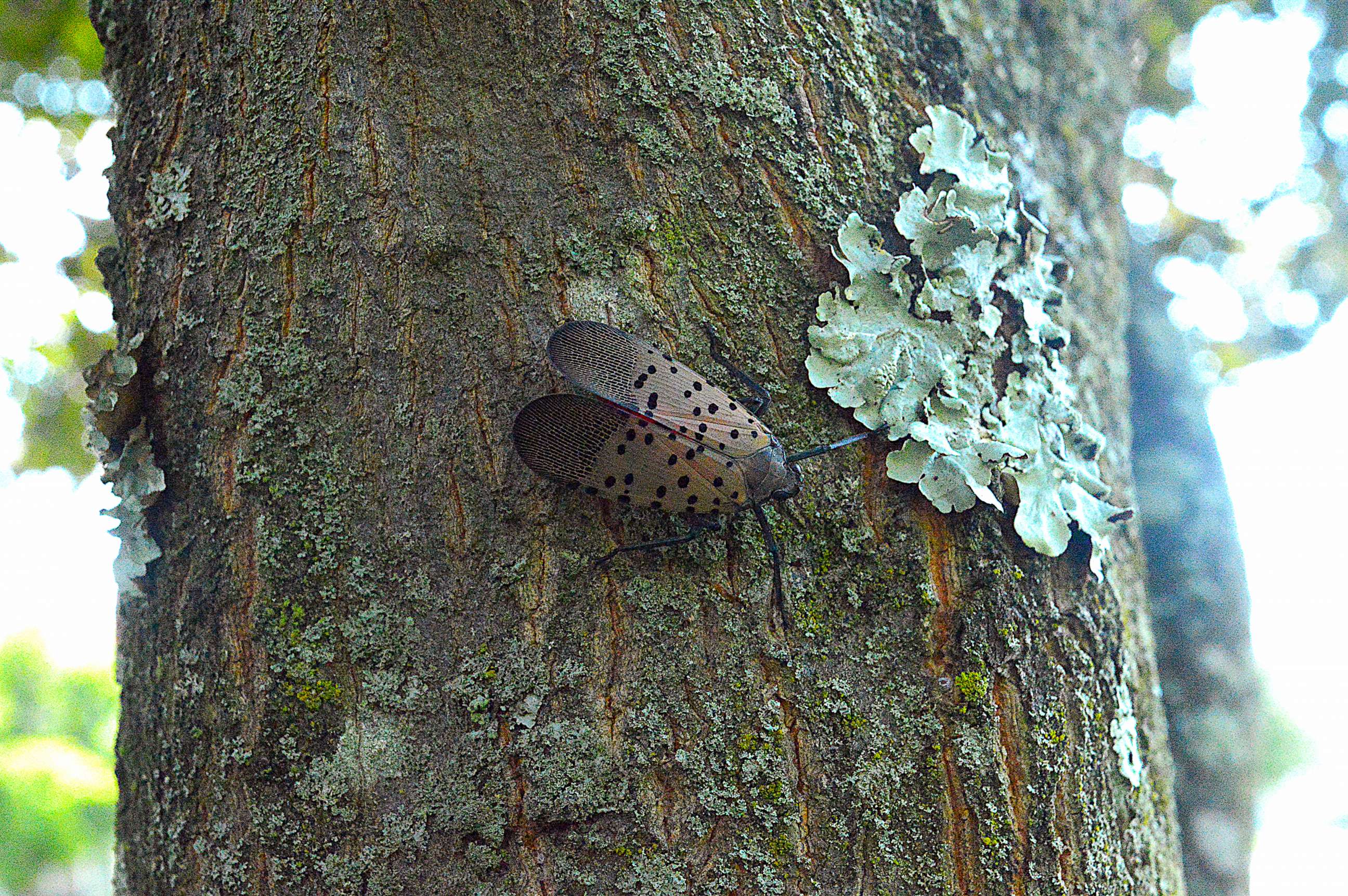 PHOTO: A spotted lanternfly is seen on a tree in this stock photo.