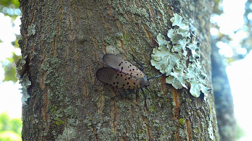 PHOTO: A spotted lanternfly is seen on a tree in this stock photo.