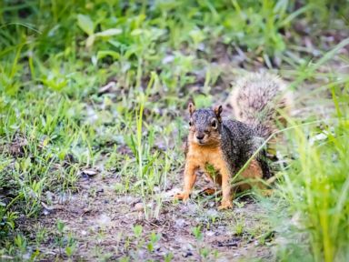 Squirrel blocks woman's path, leads her to injured baby