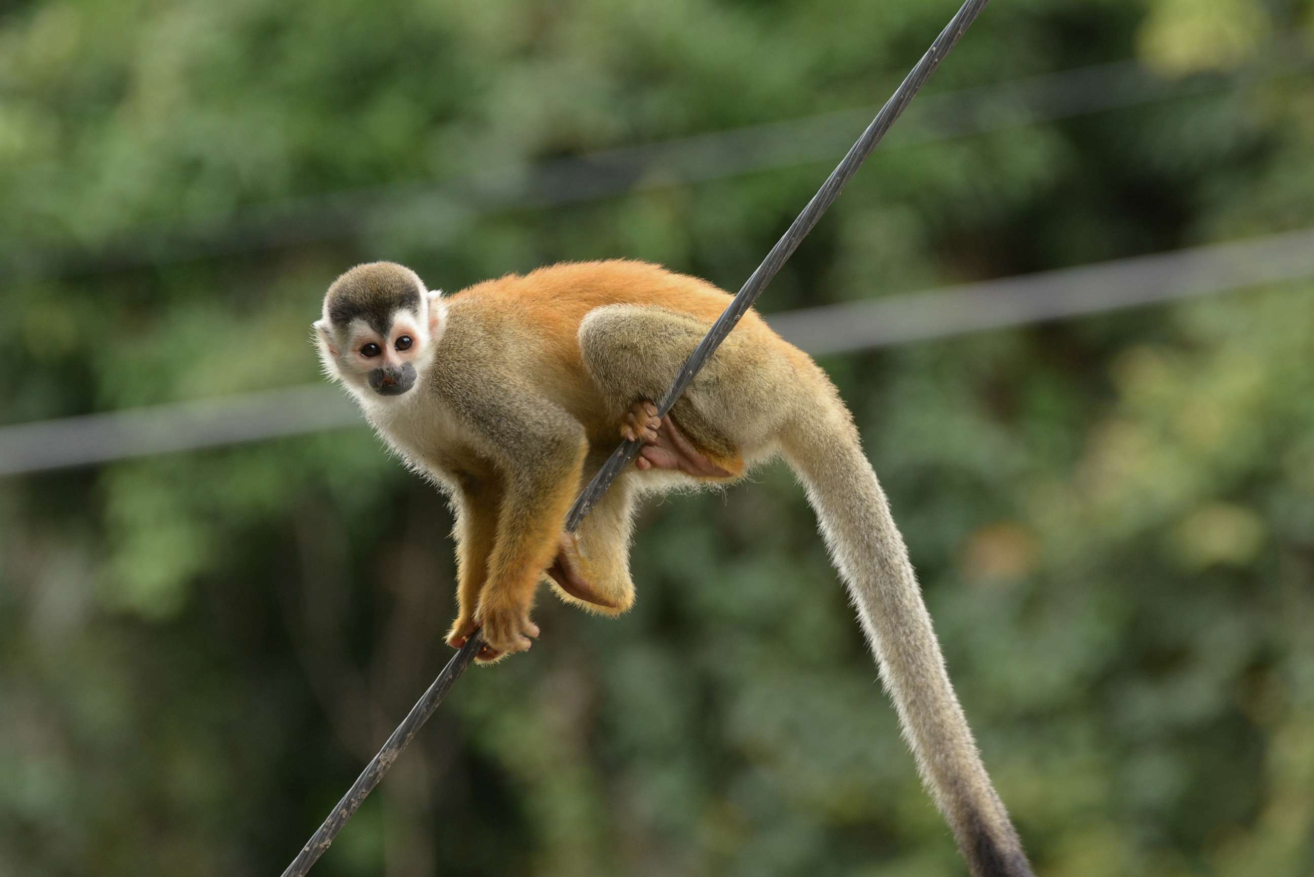 PHOTO: A stock photo of a squirrel monkey.