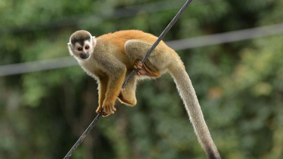 PHOTO: A stock photo of a squirrel monkey.