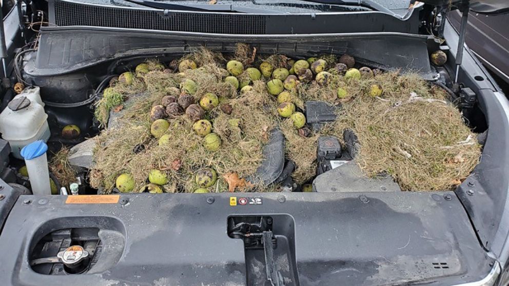 Mujer encuentra 200 nueces y un nido de ardilla bajo el capó de su coche