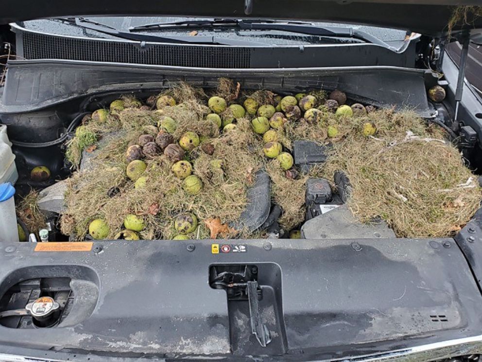 PHOTO: Chris Persic and his wife Holly discovered around 200 walnuts under the hood of their car.