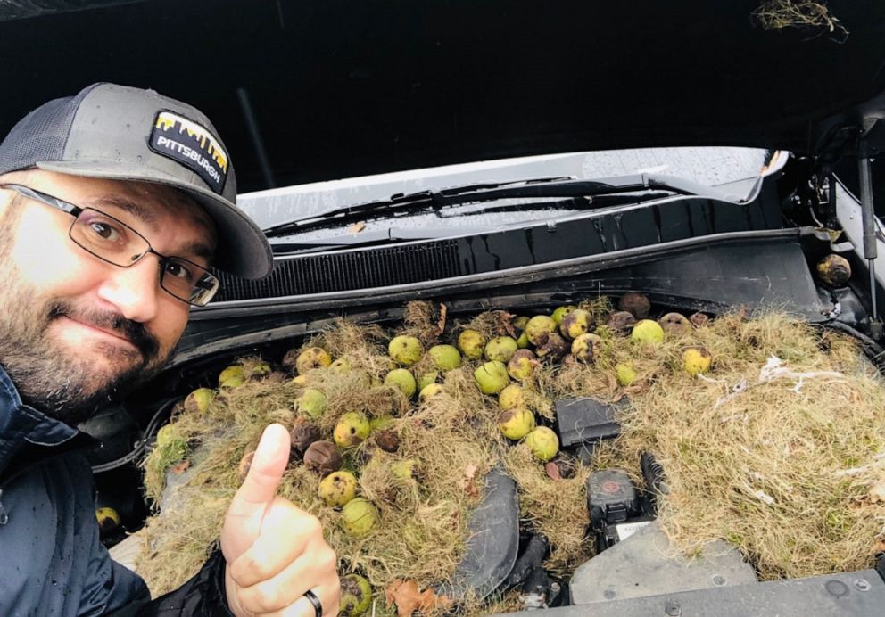 PHOTO: Chris Persic and his wife Holly discovered around 200 walnuts under the hood of their car.