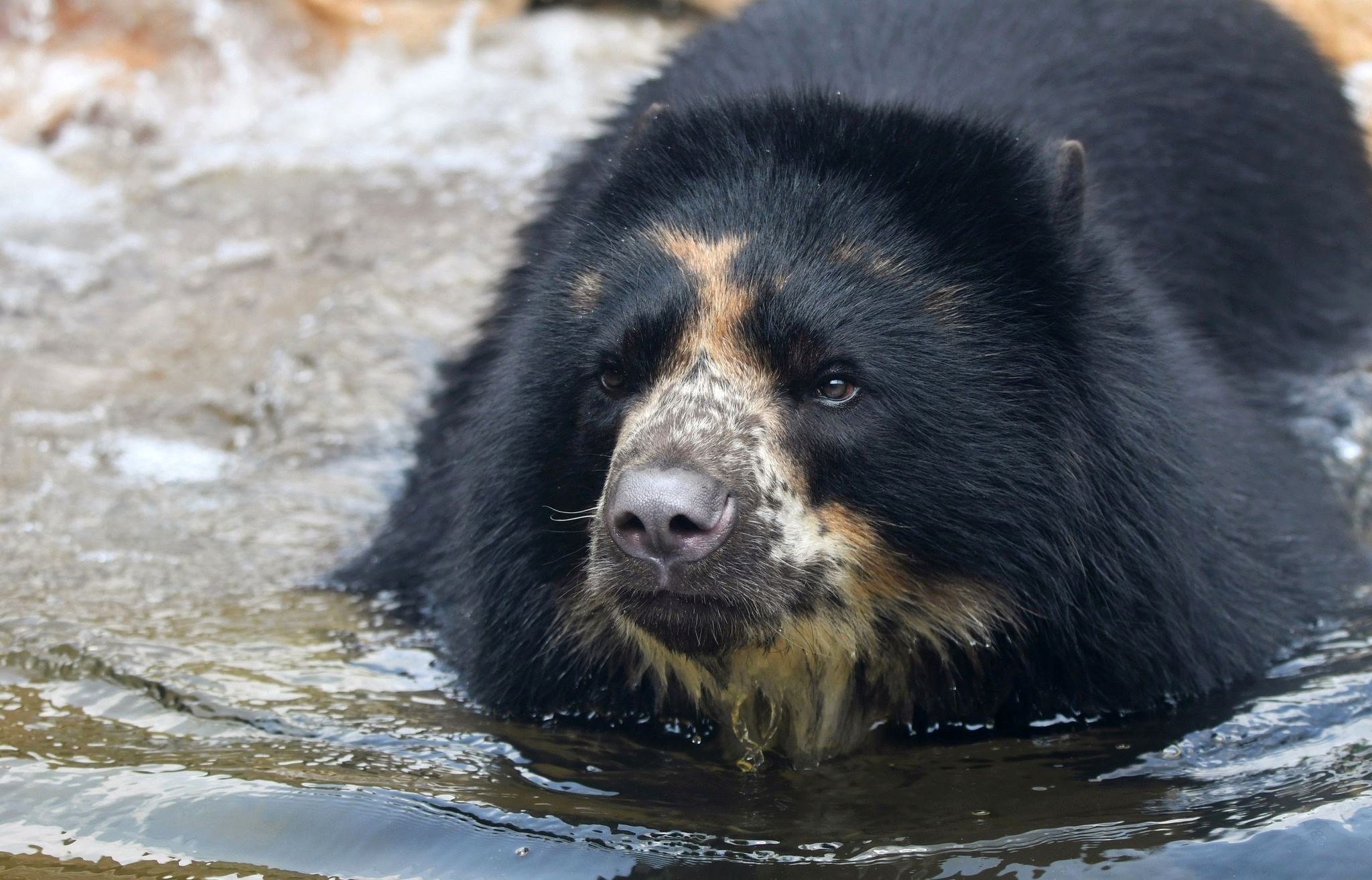 PHOTO: The Andean bear named Ben is shown at the St. Louis Zoo in this undated file photo.