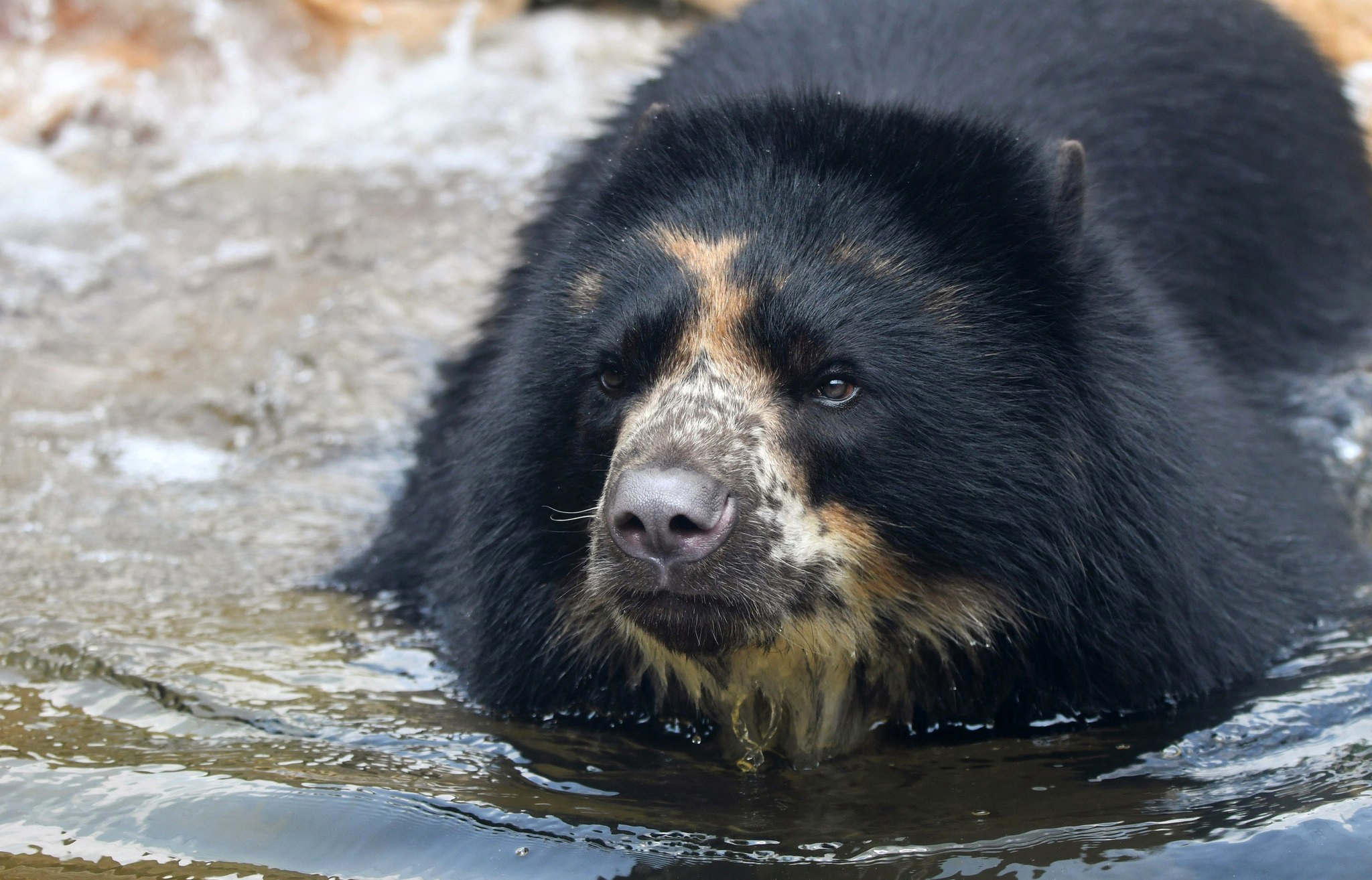 Grizzly Bear  Saint Louis Zoo