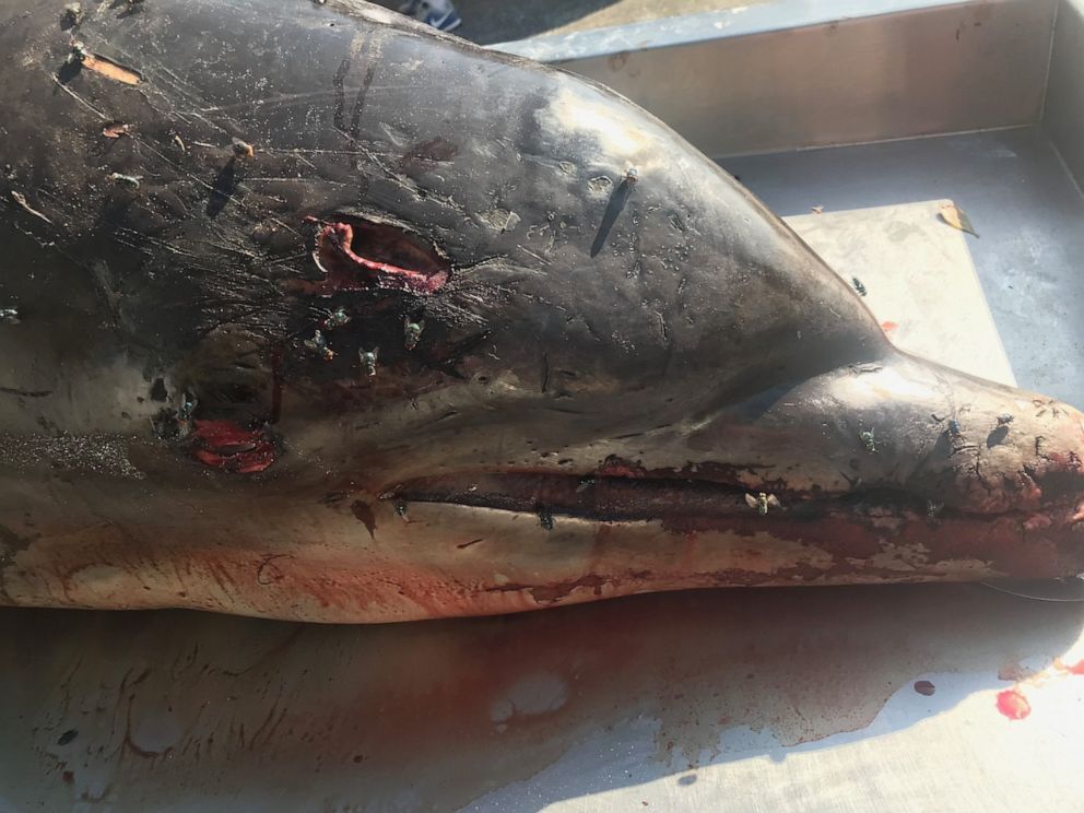 PHOTO: A dolphin recently found off the Florida coast appears to have been stabbed with a spear.