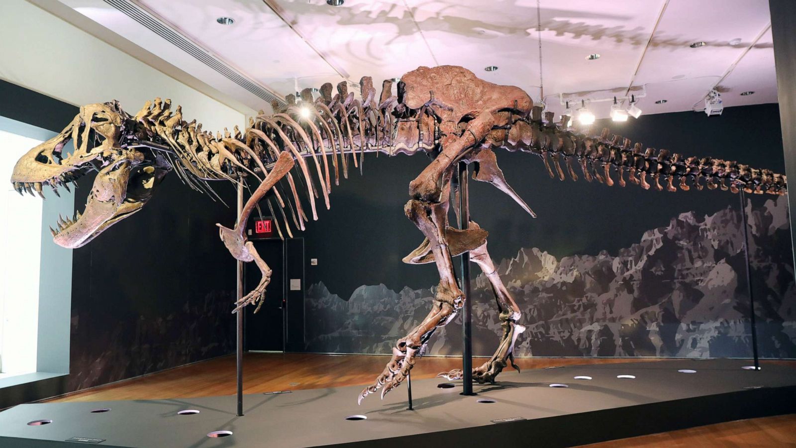 An enormous T. rex skeleton vanished after a mysterious auction. It just turned up - ABC News