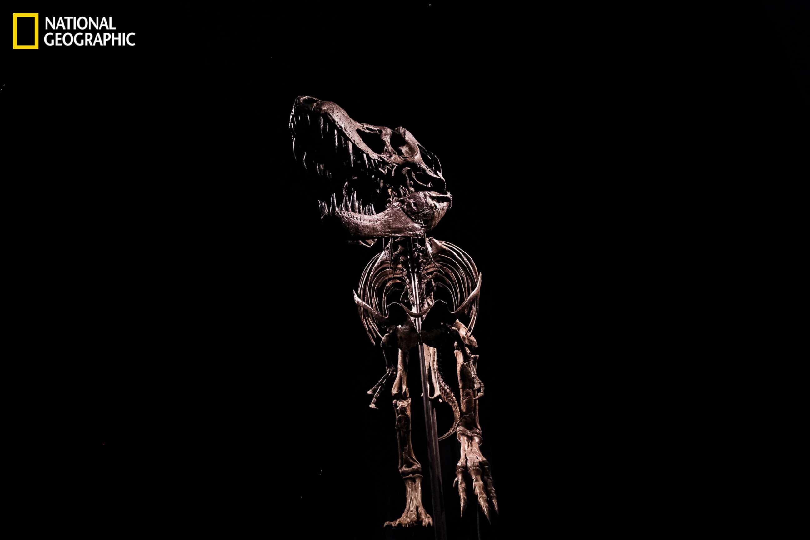 PHOTO: Stan the T rex, an enormous T rex skeleton, vanished after being sold at auction two years ago.