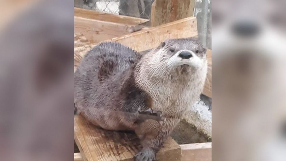 PHOTO: Three river otters, including this one, were stolen from their enclosure at Animal Edventures Sanctuary in Coats, N.C., on Monday, March 4, 2019.