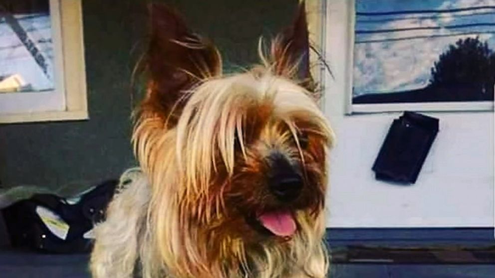 PHOTO: Officials in Bridgeport, Conn., believe an illegal breeder is stalking the owners of purebred Yorkshire terriers after 11 pups were stolen in the past two weeks.