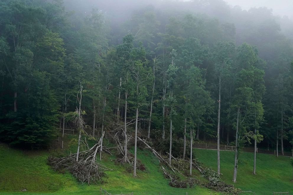 PHOTO: Trees lay on the ground as fog moves into the area, Aug. 3, 2022, in Hindman, Ky., in the aftermath of massive flooding. 