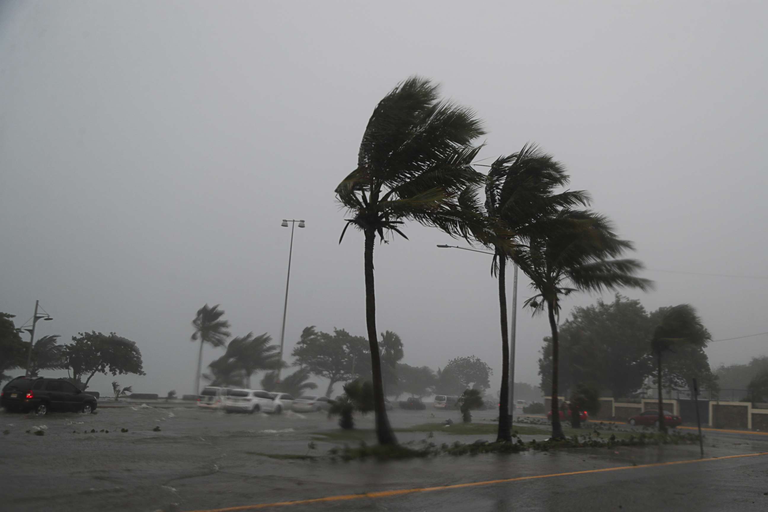 PHOTO: Palm trees sway in the wind during the passage of Tropical Storm Fred in Santo Domingo, Dominican Republic August 11, 2021.