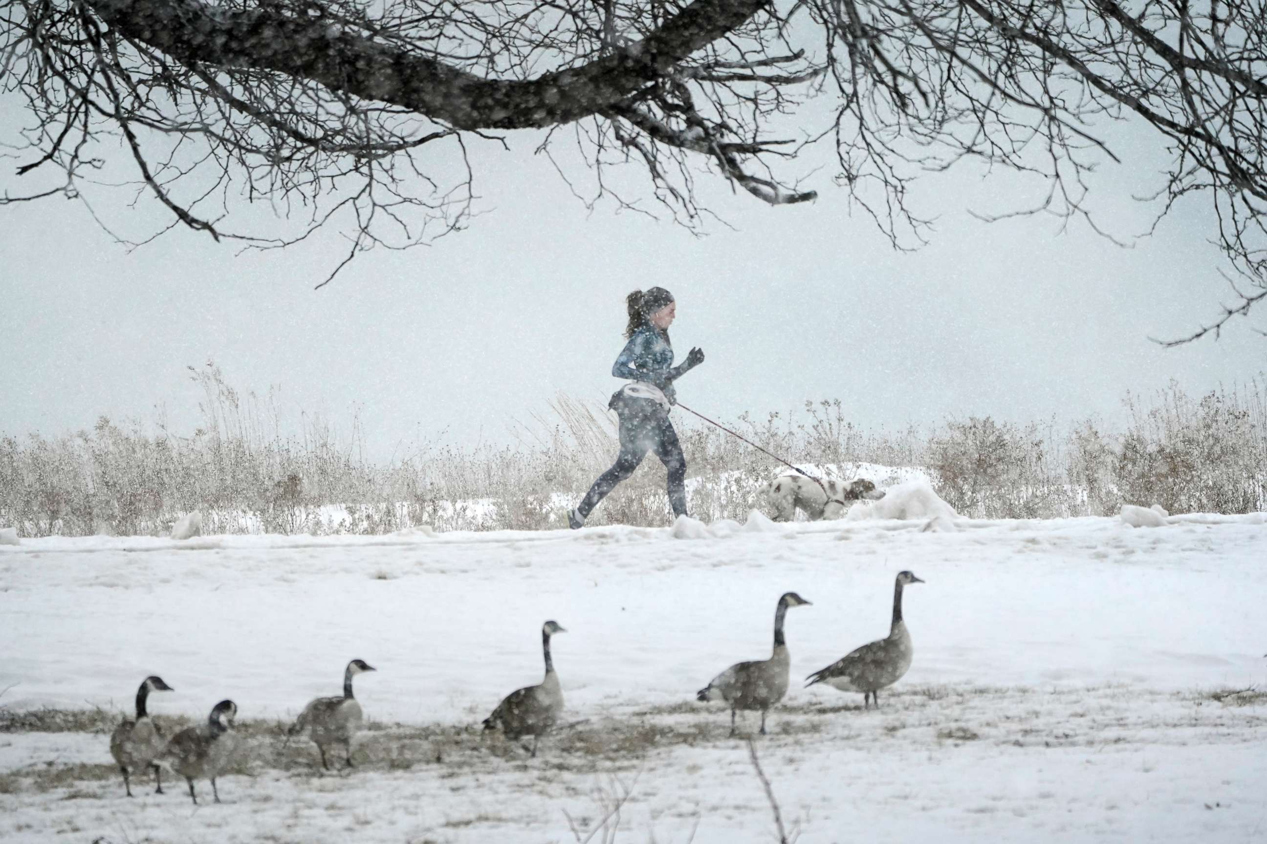 PHOTO: A woman runs with her dog along Lake Michigan past geese in a snow storm Thursday, Feb. 4, 2021, in the greater Chicago area.