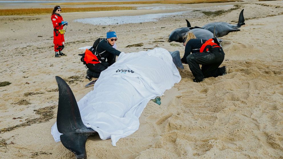 PHOTO: Rescues are underway for several pilot whales stranded on a beach in Eastham, Massachusetts.
