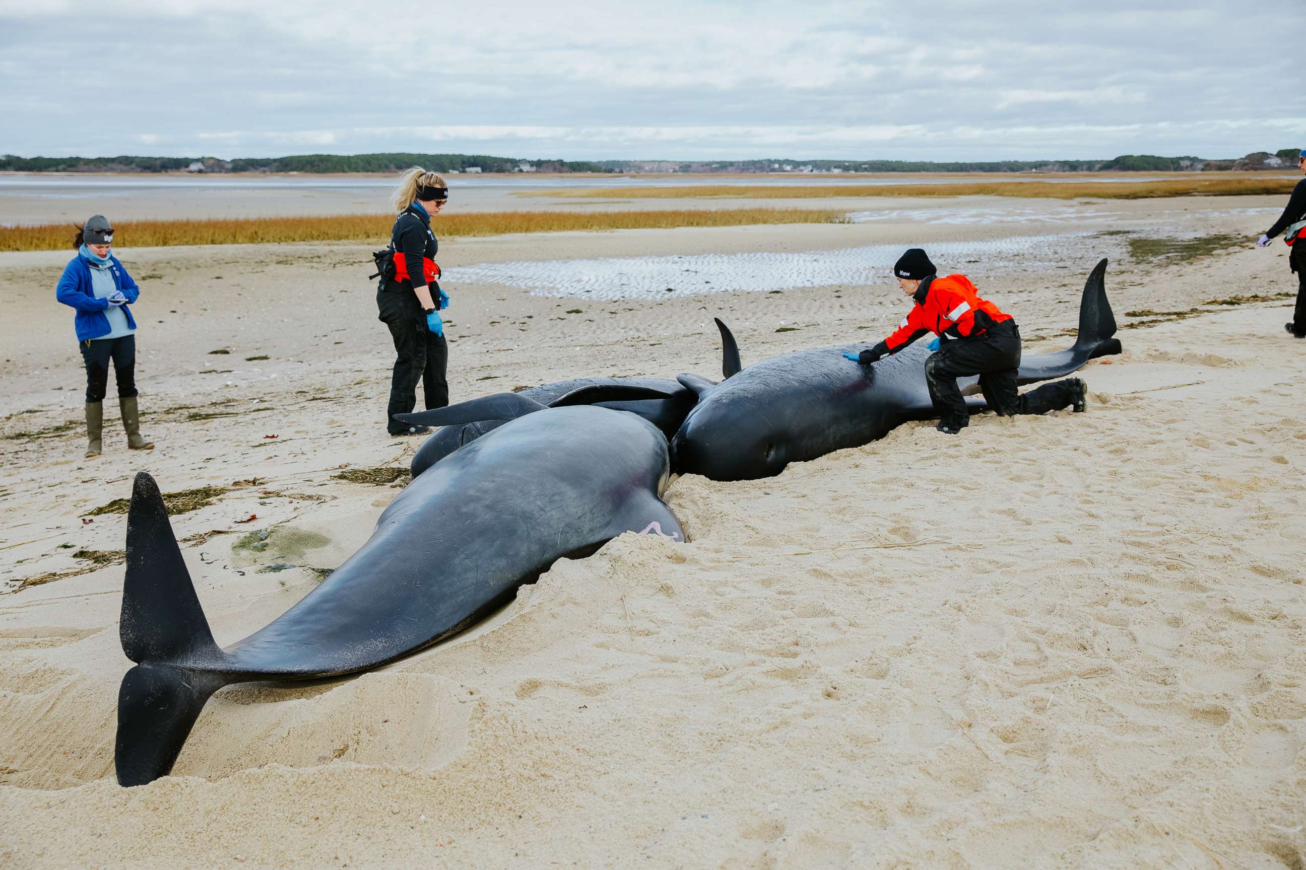 PHOTO: Rescues are underway for several pilot whales stranded on a beach in Eastham, Massachusetts.